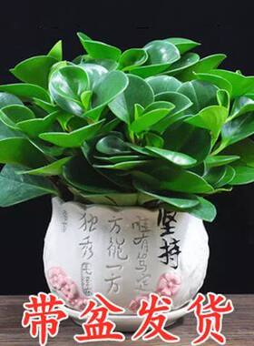 豆瓣绿盆栽碧玉盆栽电脑宝贝桌面绿植电脑伴侣吸甲醛绿色植物盆栽