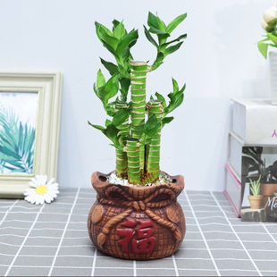 步步高观音竹富贵竹荷花龙竹水养土培盆栽室内植物吸甲醛四季 绿植