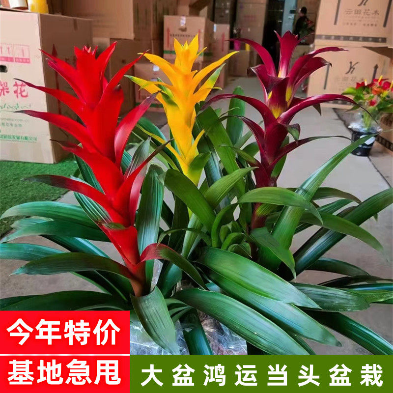 大盆鸿运当头盆栽凤梨花小红星年宵花卉客厅办公室开业喜庆绿植物