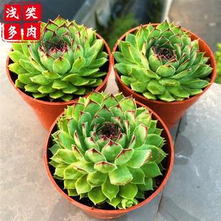 观音莲多肉植物群生多头长生草系列防辐射吸甲醛包邮