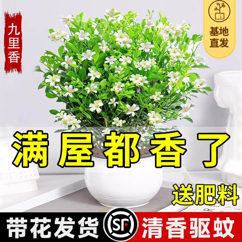 九里香盆栽室内驱蚊绿植四季开花带花苞七里香水培茉莉花盆景植物