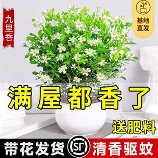 开花带花苞七里香水培茉莉花盆景植物 九里香盆栽室内驱蚊绿植四季