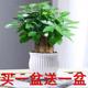发财树盆栽买一送一室内客厅桌面绿植大发财树招财树办公室好养