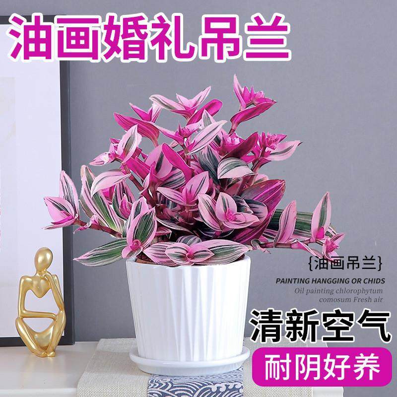 油画婚礼吊兰垂吊植物花卉植物室内花盆栽多肉水培绿植阳台紫露兰图片