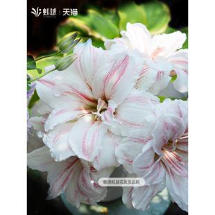 虹越荷兰朱顶红进口重瓣种球精灵双梦舞后水彩画爱神火焰黛丝