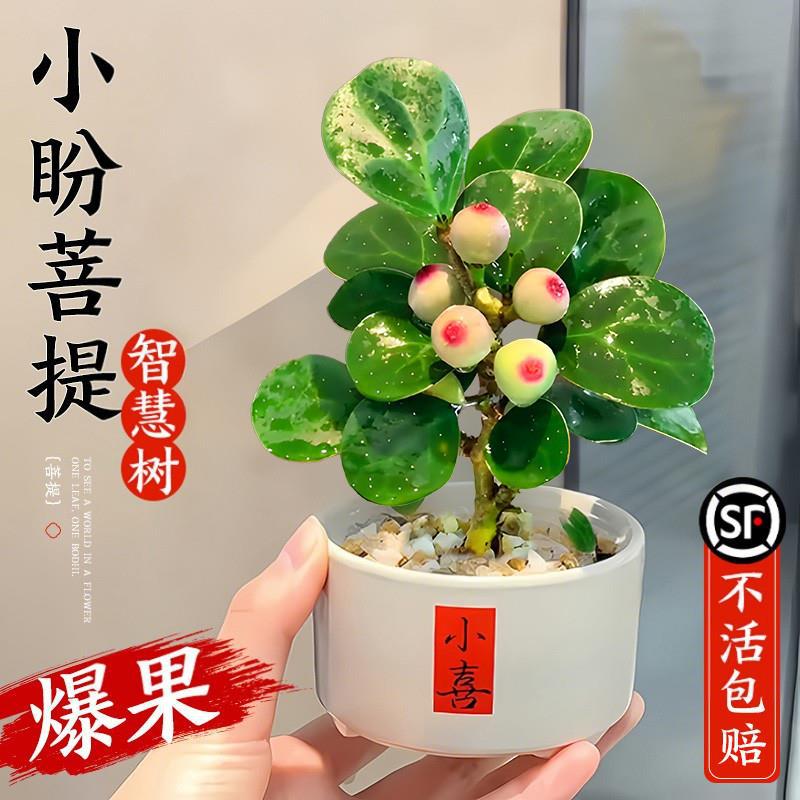 小盼菩提绿植盆栽带果子盆景菩提树陶瓷花盆中式禅意桌面摆件好养图片