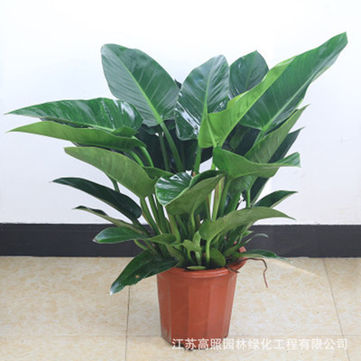 基地花卉植物室内花绿植大客厅四季盆景花苗大叶金钻盆栽