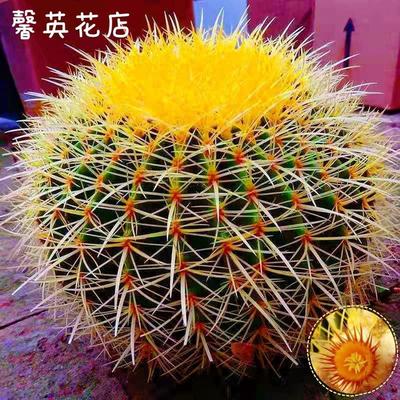 金虎大号仙人球实生金琥高端红虎仙人掌室内多肉植物花盆栽