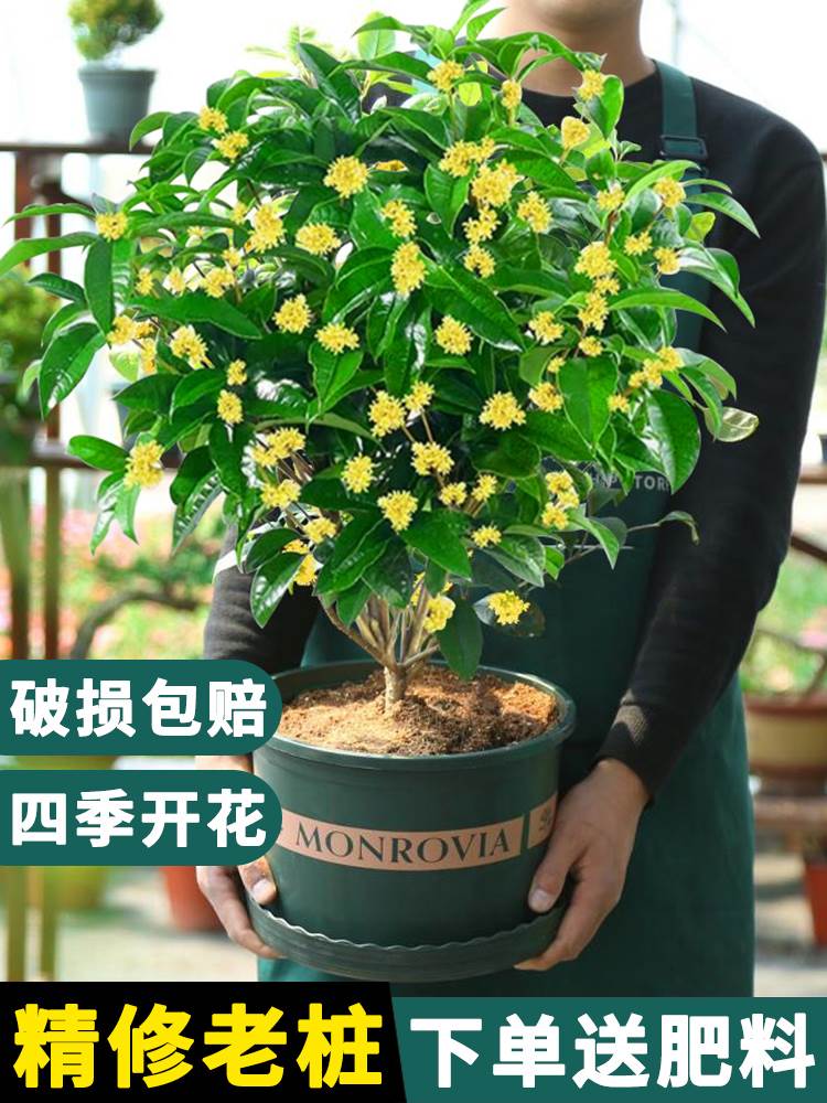 桂花树苗盆栽植物室内外花卉四季开花浓香好养阳台小绿植盆景月桂图片