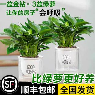 金钻盆栽大叶绿公主室内好养花卉绿萝发财树办公桌面懒人水培植物