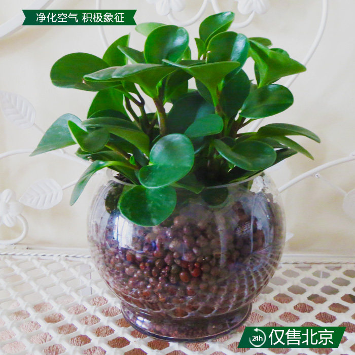 水培豆瓣绿盆栽青叶碧玉室内客厅植物净化空气吸甲醛绿植四季常青