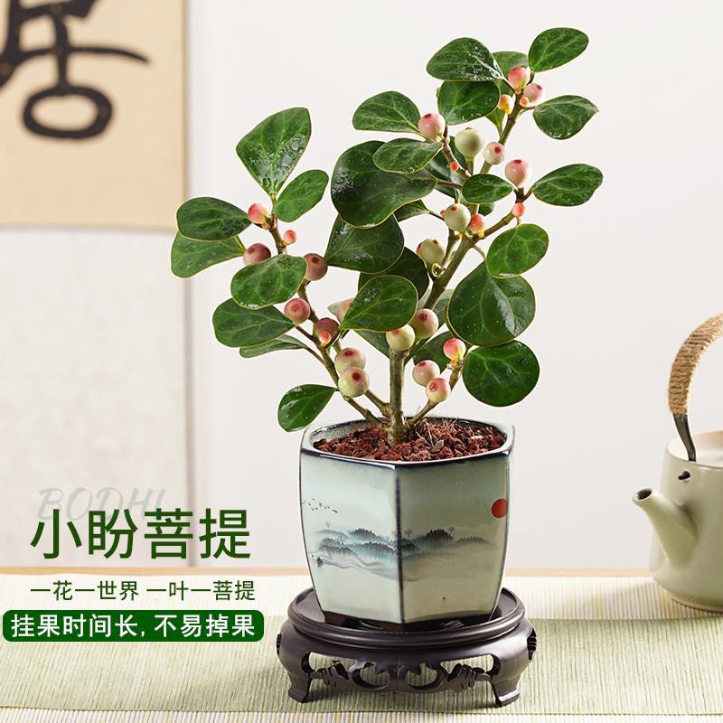 禅意小盼菩提盆栽带果植物室内花卉小叶盆景树中式办公室桌面绿植