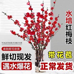 红梅水培鲜枝干枝雪柳带花苞鲜花卉植物室内水养桃花支腊梅花盆栽