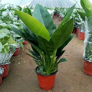 大叶绿公主金钻绿植盆栽客厅大型植物吸甲醛办公室内花卉招财好养