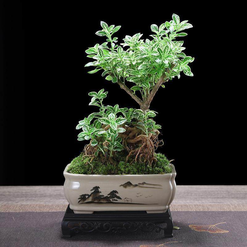 六月雪盆栽悬崖飘枝造型盆景室内茶几绿植花卉桌面好养小植物,鲜花速递/花卉仿真/绿植园艺,绿植,淘宝优惠券,粉丝福利购,淘宝优惠卷