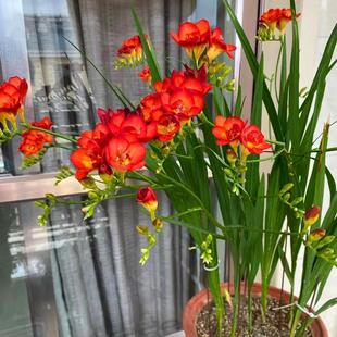 香雪兰种球小苍兰鲜花盆栽进口重瓣花苗花卉植物室内外花