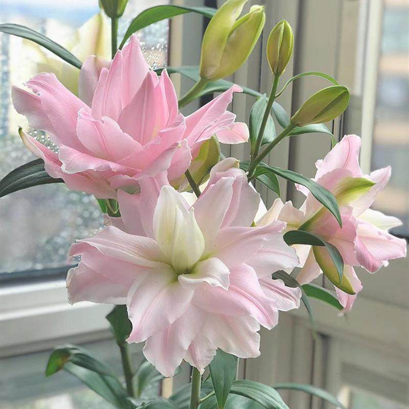 香水百合花种球盆栽花卉室图片