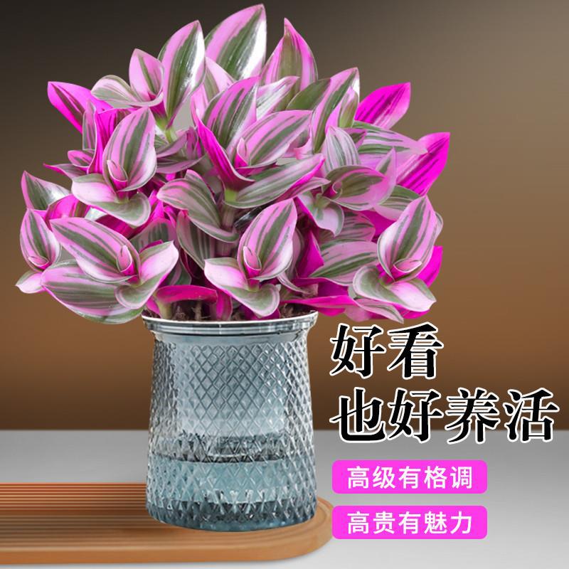 油画婚礼吊兰盆栽花盆垂吊爆盆进口好养活紫露兰绿植室内多肉植物图片