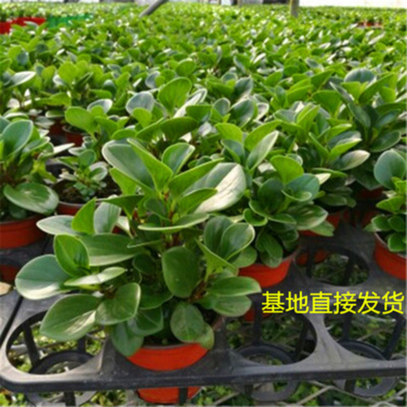 荷叶碧玉豆瓣绿盆栽金钻阳台桌面客厅绿植花卉吸甲醛净化空气