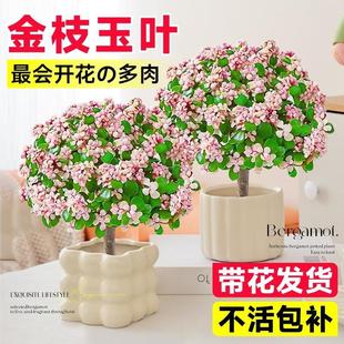 金枝玉叶盆栽造型多肉雅乐之舞棒棒糖老桩招财室内桌面小盆景植物