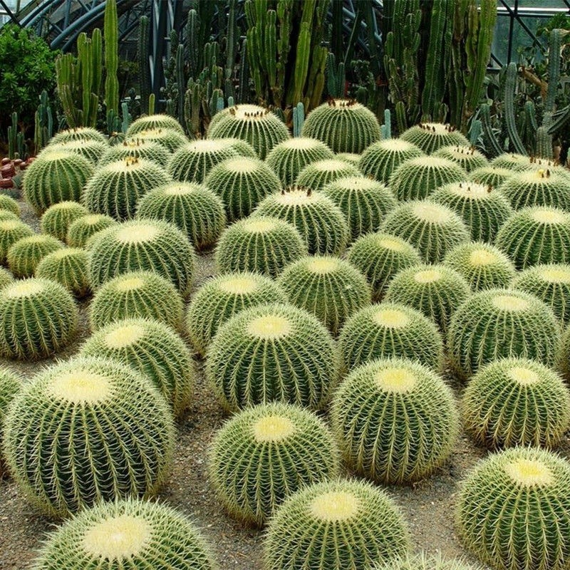 金虎仙人球开花黄色植物金琥花卉