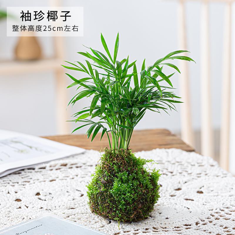 袖珍椰子苔藓球植物散尾葵室内盆栽不落叶花植物观赏凤尾竹绿植