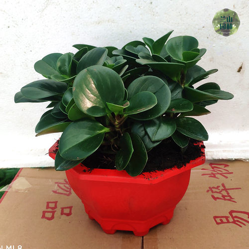 青叶碧玉豆瓣绿室内盆栽四季常青客厅办公桌绿植花草植物净化空气