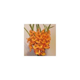 剑兰种球盆栽唐菖蒲种球类花卉进口十三太保球根花卉四季带牙球根