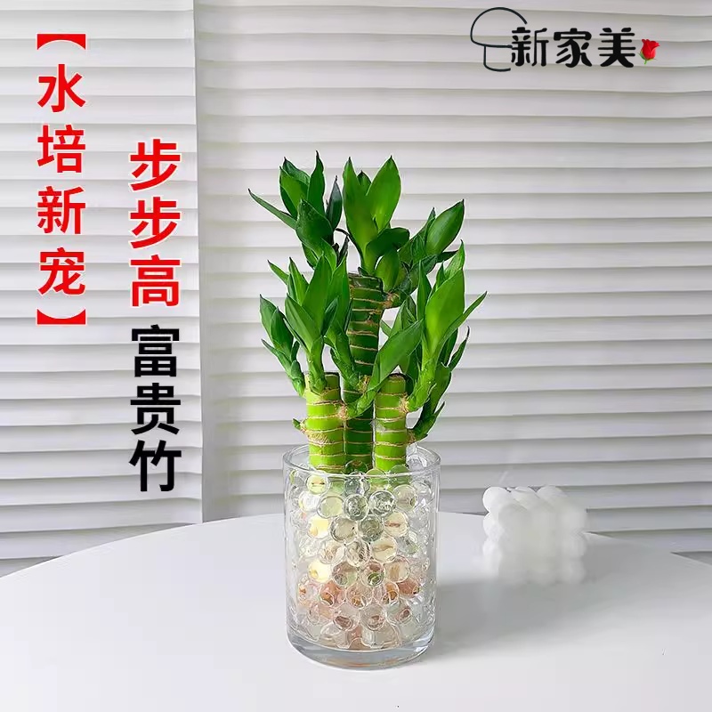 步步高富贵竹水培植物办公室内桌面好养四季常青招财文昌竹