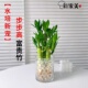 步步高富贵竹水培植物办公室内桌面好养四季 常青招财文昌竹