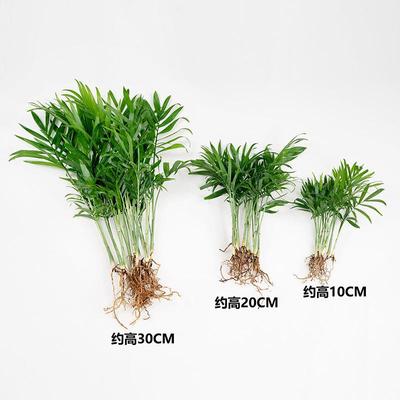 驱蚊袖珍椰子散尾葵绿植花卉室内水培客厅四季常青好养凤尾竹