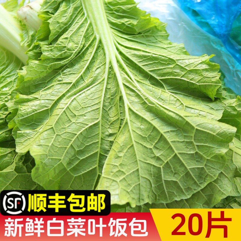 饭包菜叶东北大白菜叶饭包叶即食蘸酱蔬菜包饭菜新鲜绿叶子