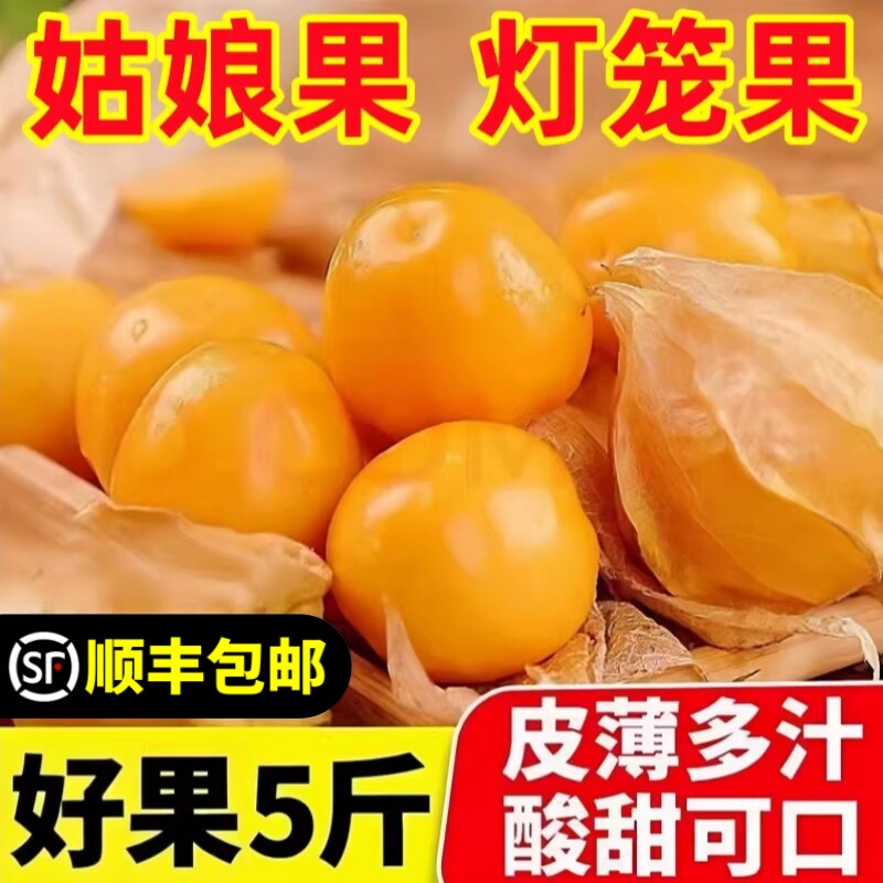 姑娘果新鲜灯笼果新鲜水果姑鸟果花姑娘水果东北特产整箱现摘包邮