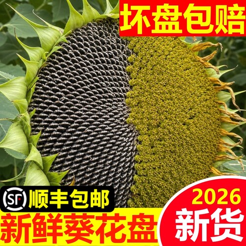 【新货】向日葵花盘新鲜带籽现摘