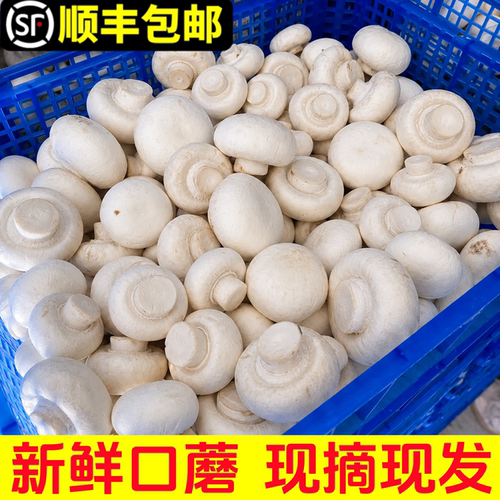 新鲜口蘑现摘双孢菇白蘑菇顺丰
