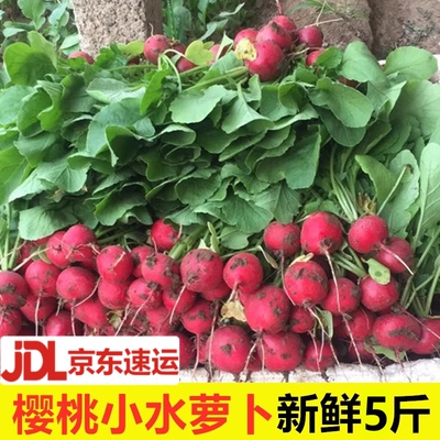 樱桃萝卜红皮甜脆生吃蔬菜新鲜水果特产东北蘸酱菜小红萝卜包邮