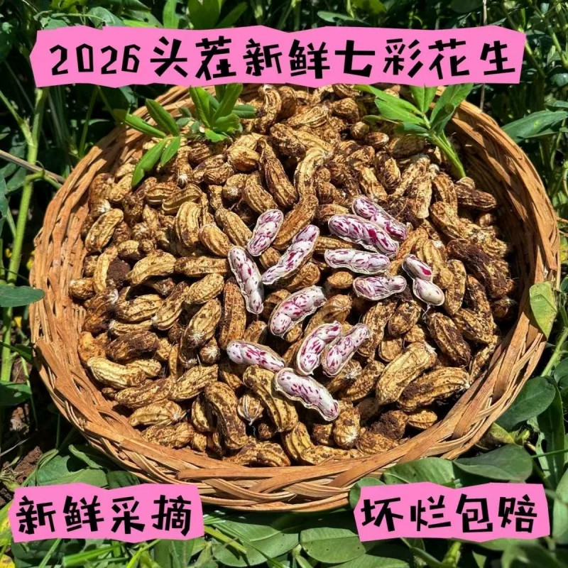 2026新鲜七彩花生湿花生带壳农家自种新鲜带泥现挖现发甘甜湿花生图片