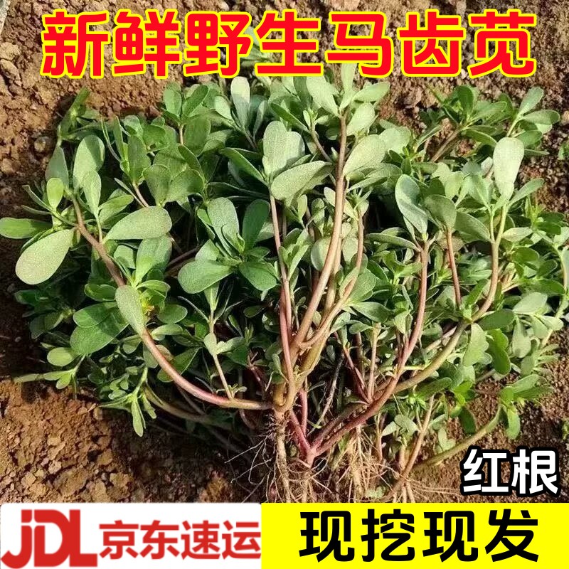 马齿苋新鲜野生现挖农家野菜马蜂菜红根绿杆应季蔬菜五行菜马齿菜