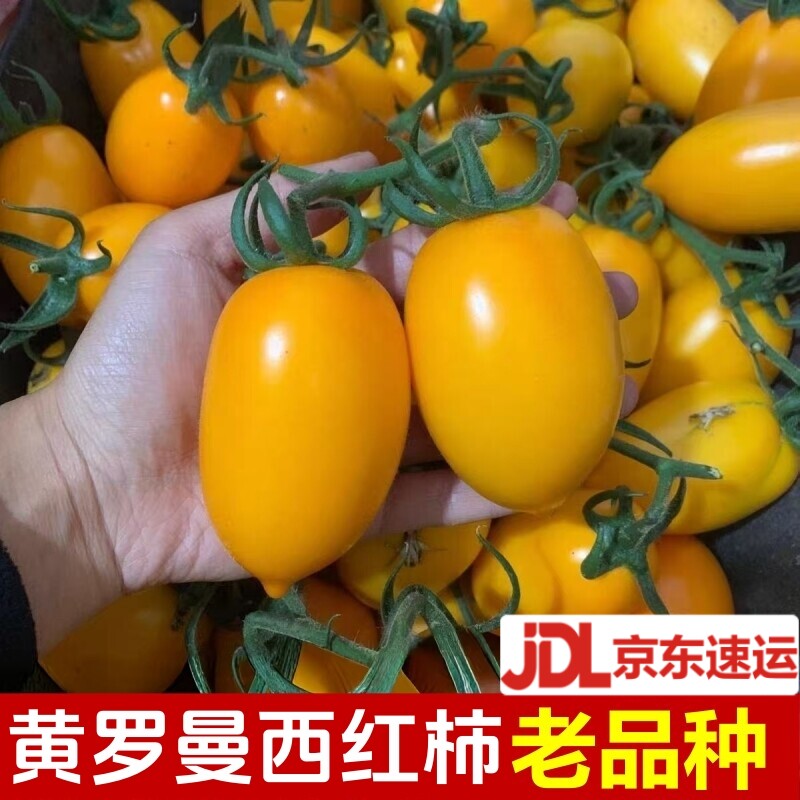 东北黄柿子西红柿黄色柿子串黄新鲜番茄农家自种黄罗曼番茄新鲜