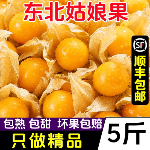 【顺丰速发】姑娘果新鲜灯笼果