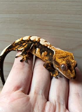 睫角守宫莉莉白掌心拇指适合孩子养的宠物活体小蜥蜴温顺无毒好养