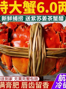【10只装】鲜活大闸蟹特大活螃蟹公6.0两 母5.0两礼盒装顺丰包邮