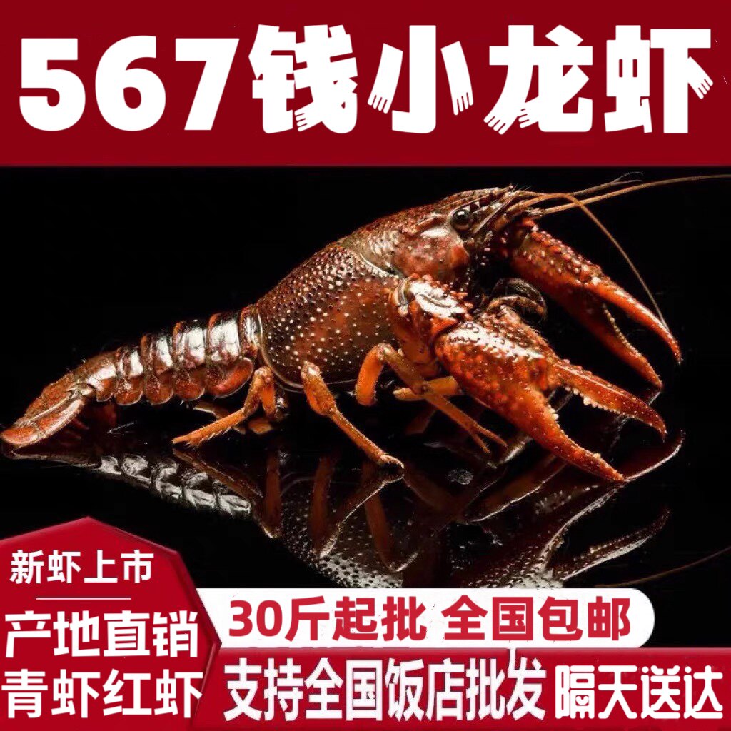 全国供应清水小龙虾鲜活青虾麻辣香辣567钱活体超大龙虾新鲜红虾