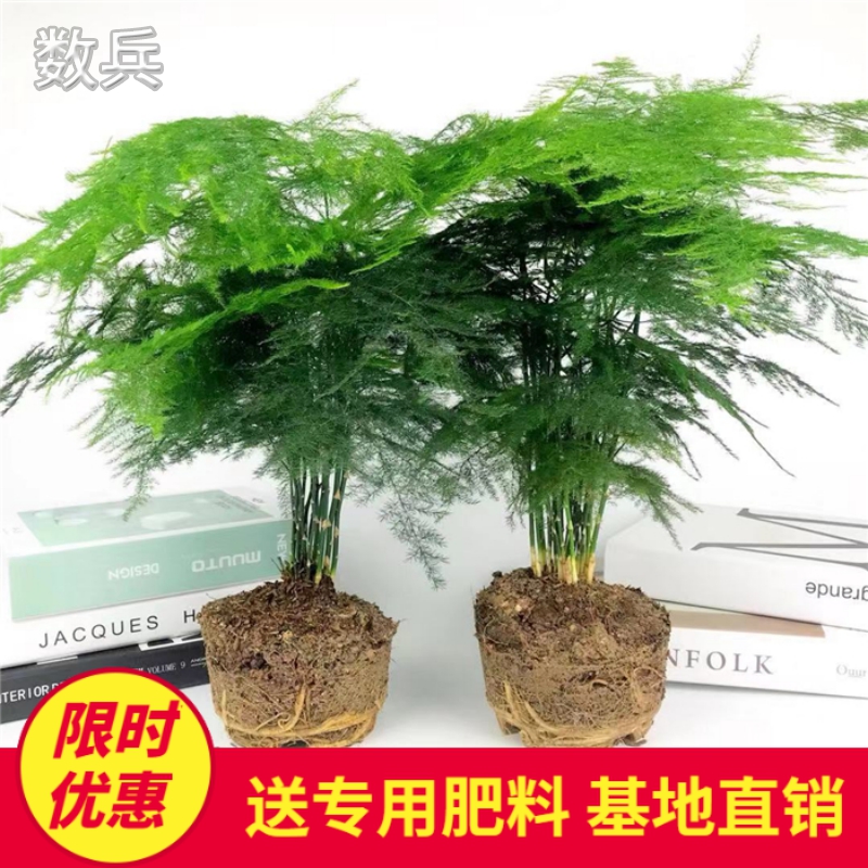 文竹盆景植物 室内绿色盆栽桌面吸甲醛净化空气观叶花卉绿植包邮