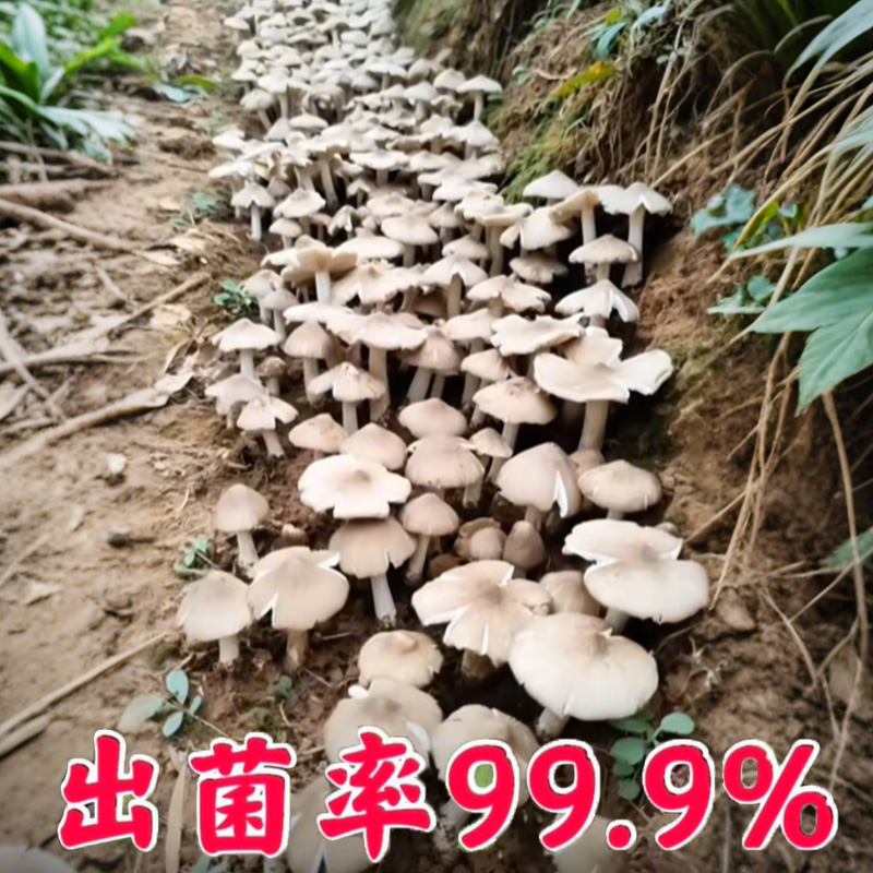鸡枞菌原种鸡枞菌种植高产种子生三塔菌荔枝菌菌种包人工种植