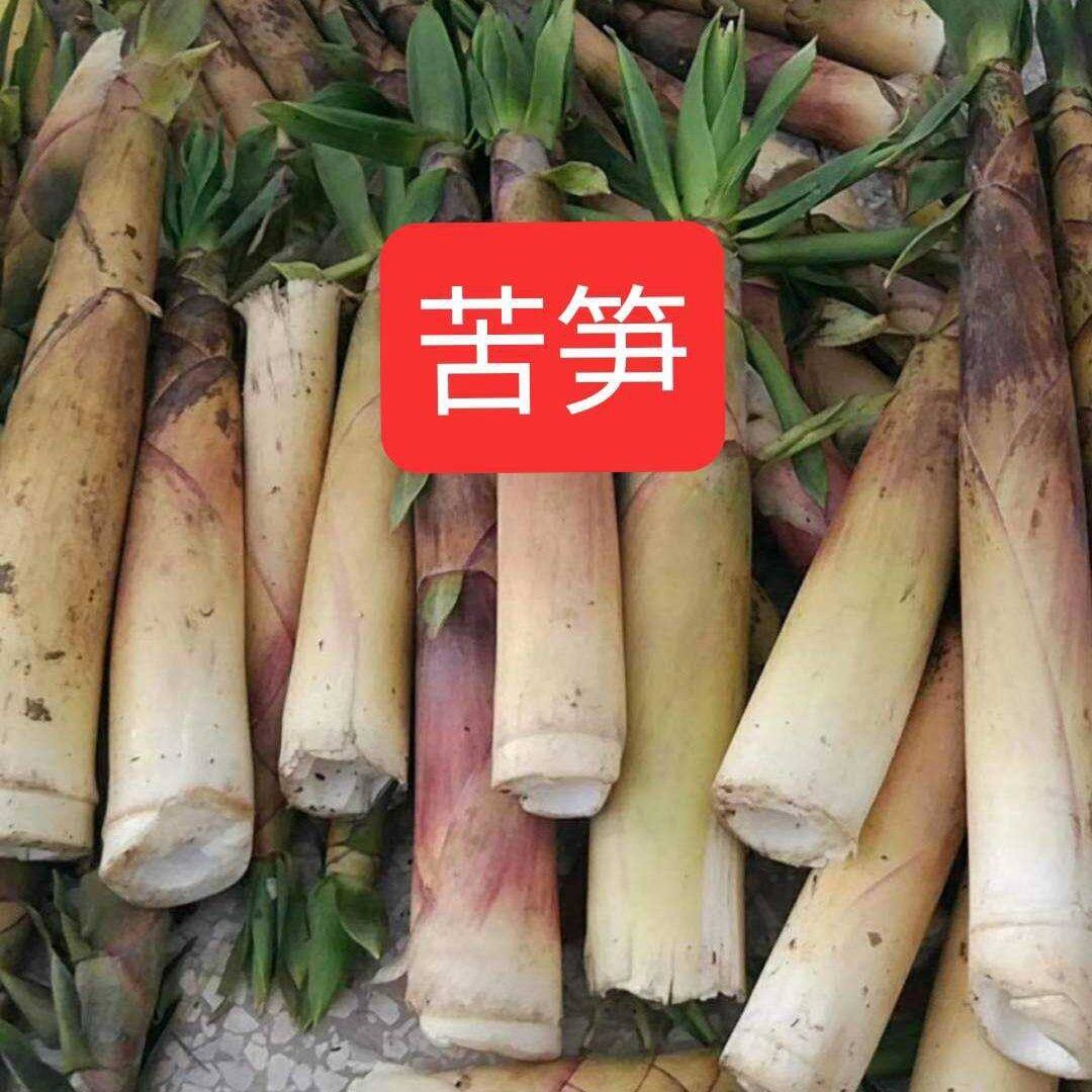 江西苦笋新鲜现挖带壳苦笋野生小笋时令蔬菜很苦新鲜带壳发货