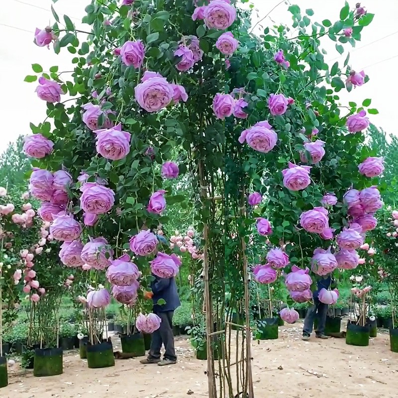 速发自由藤本月季花苗多花浓香大花欧月爬藤花卉攀援庭院大卉蔷薇