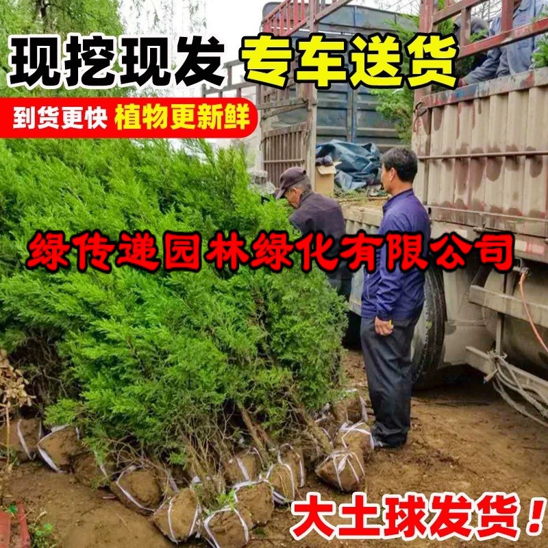 速发柏树塔柏侧柏龙柏扁柏宝塔松苗庭院行道风景大树园林绿化四季