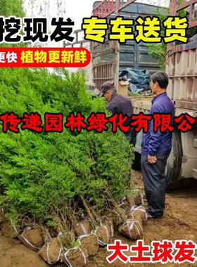速发柏树塔柏侧柏龙柏扁柏宝塔松苗庭院行道风景大树园林绿化四季