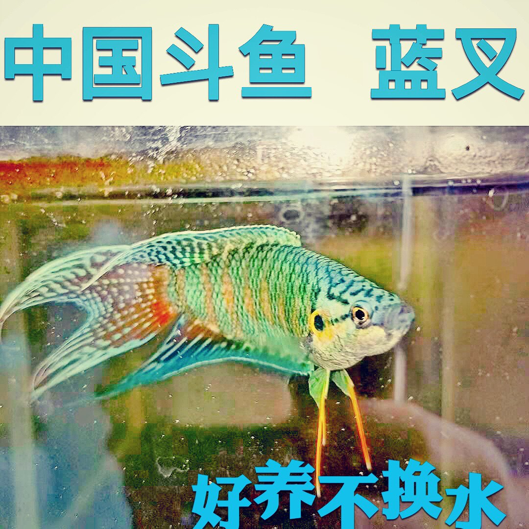 中国斗鱼活体鱼蓝叉鱼苗好养耐活不换水改良蓝色小型淡冷水观赏鱼